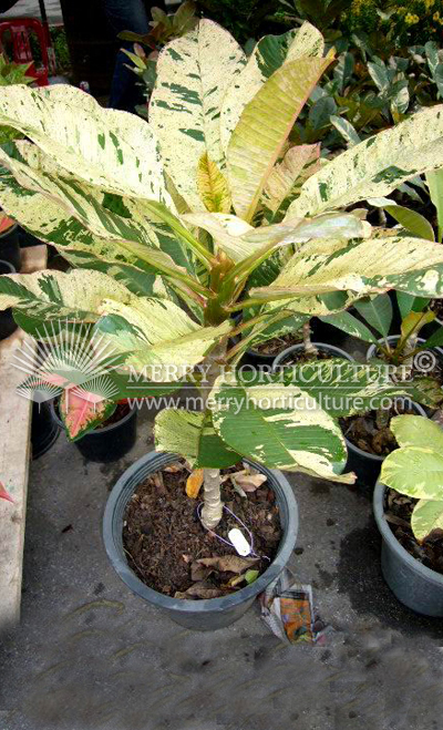 Plumeria cultivar variegated